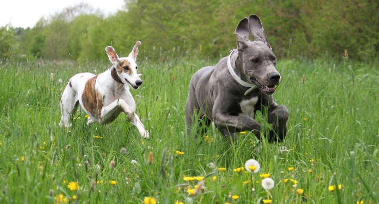 How do you know if your dog is ready for off-leash training?