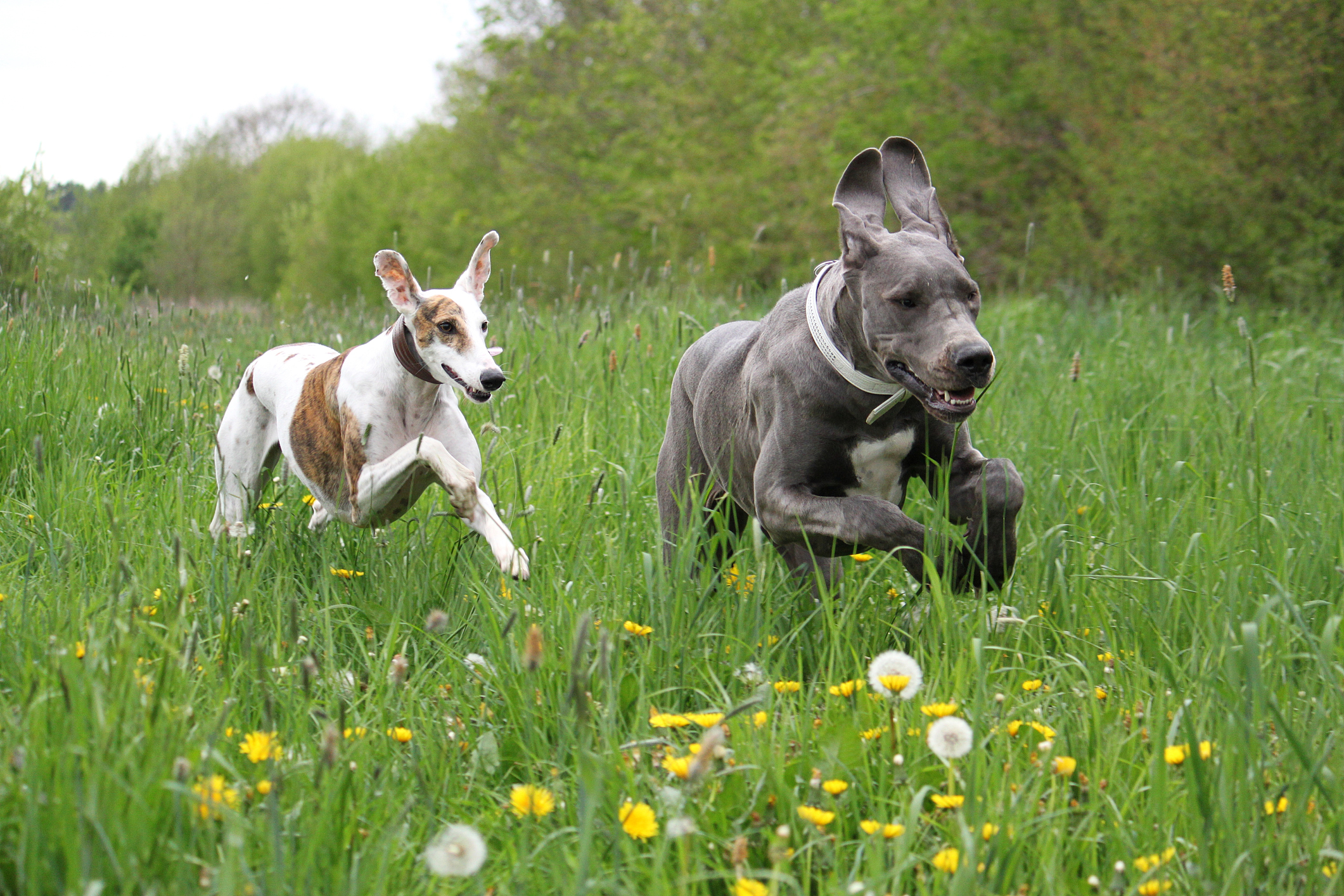 how-do-you-know-if-your-dog-is-ready-for-off-leash-training-gary-maria