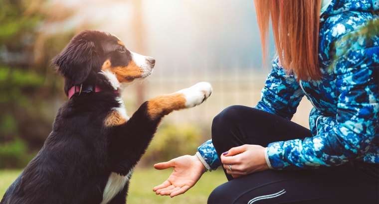 What is the concept of dog-owner communication?