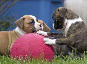 two puppies playing with ball