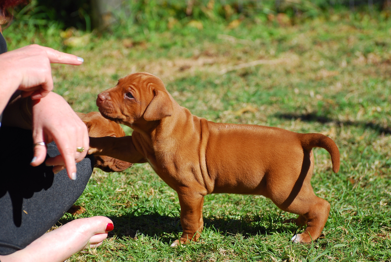 Young puppy in training