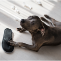 Training dogs out of unwanted behaviors. This dog plays with owners shoe. THe floor is littered with kleenex.