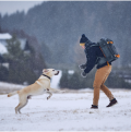 Dog is coming back to the owner after being called back.