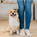 Dog is in heel position next to woman