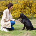 Dog responds to verbal and visual clues given by a woman owner or handler