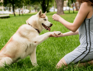 Woman with her dog teaching it to sit-stay
