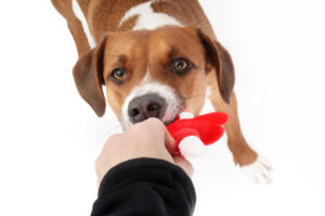A dog is guarding its toy from a person