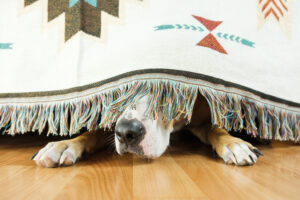 shy dog is hiding under the bed