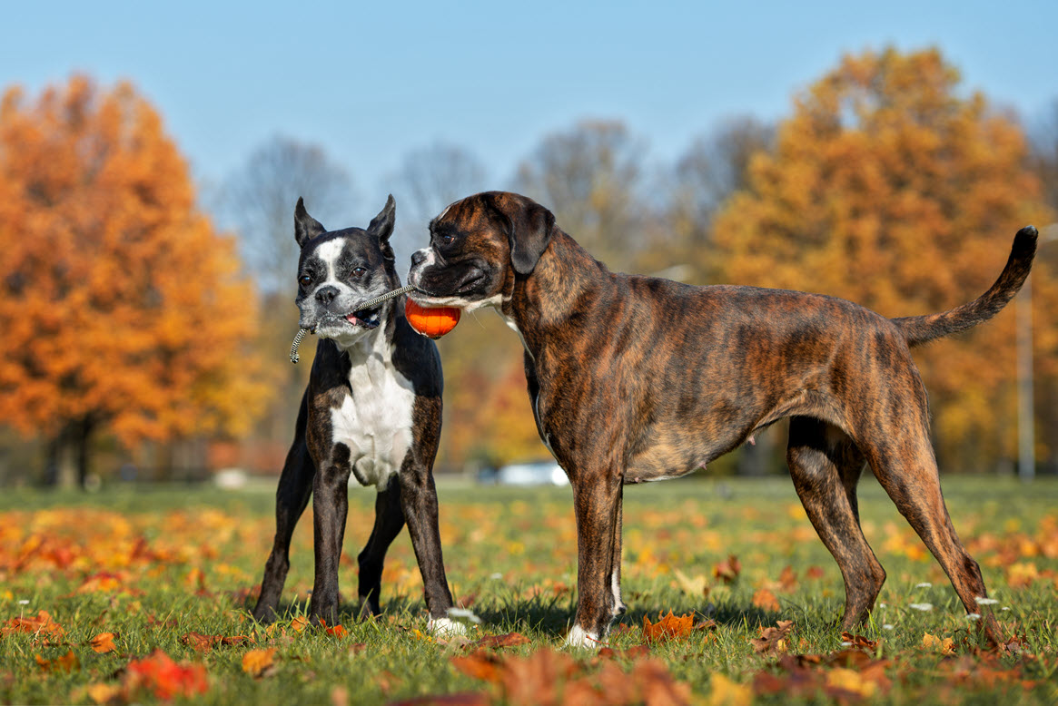 two dogs guarding resource › Gary Maria Professional Dog Training two large dogs are guarding and competing for a resource