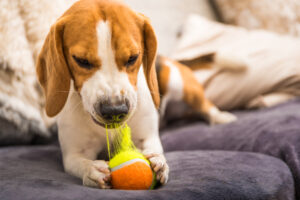 Dog chewing on a tennis ball toy