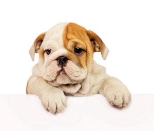 cute bulldog with paws on table