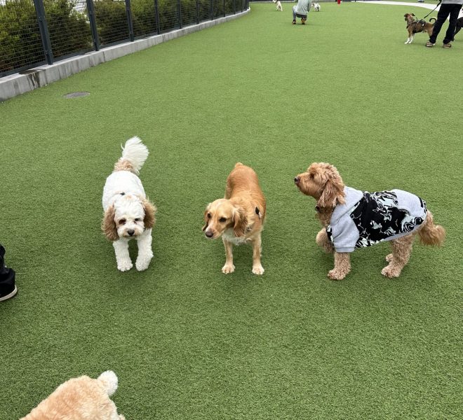 Emotional support dog training for the dog wearing the dog sweater