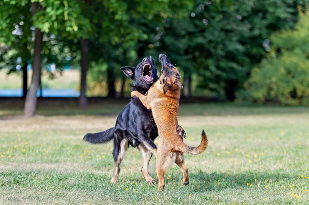 Aggressive Dog Training Programs | Professional Dog Trainer Walnut Creek, California: Gary Maria