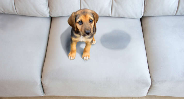 What can I do about my puppy peeing? Or if there is submissive peeing behavior?